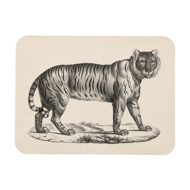 Ímã Brodtmann Tiger Sketch (Horizontal)