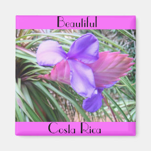 Imã Bromélias da Costa Rica