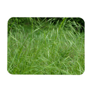 Ímã Bromus tectorum