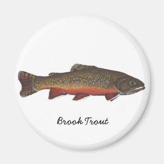 Imã Brook Trout