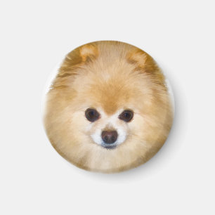 Imã Brown e cão branco de Pomeranian