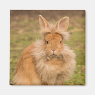 Imã Brown Fluffy Lionhead Dwarf Bunny Rabbit