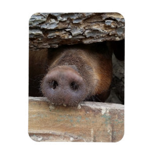 Ímã Brown Pig Poking Snout através da Cerca Russa