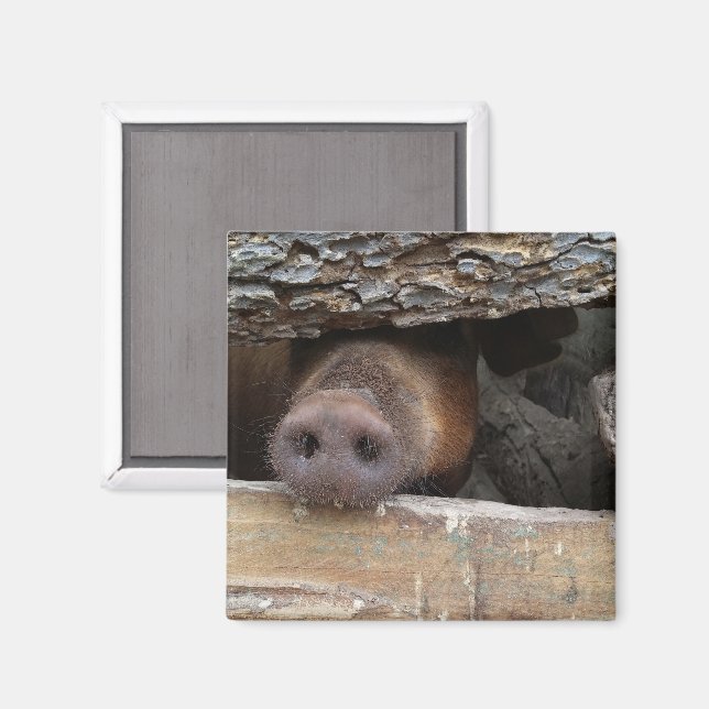 Imã Brown Pig Poking Snout através da Cerca Russa (Front/Back)