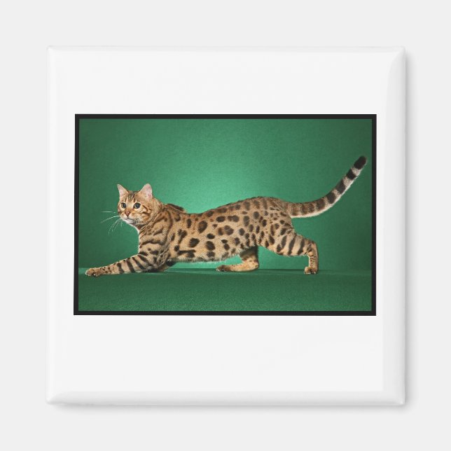 Imã Brown Spotted Bengal Magnet (Frente)