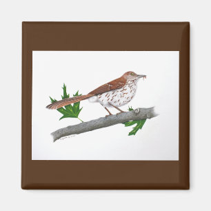 Imã Brown Thrasher Magnet
