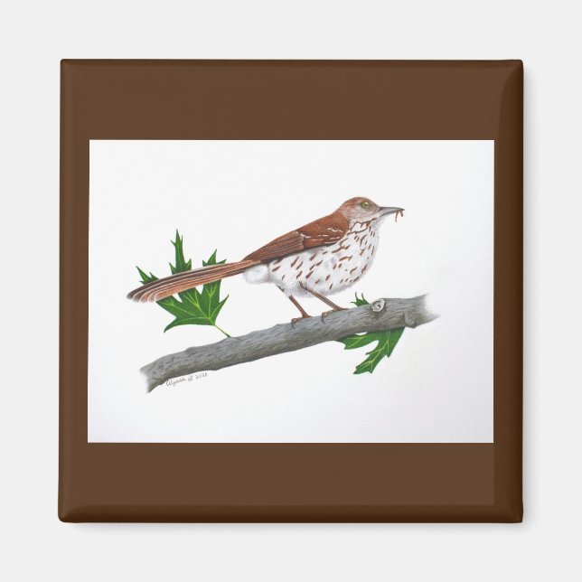 Imã Brown Thrasher Magnet (Frente)