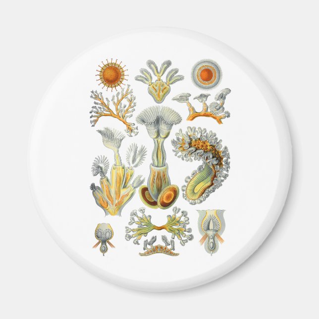 Imã Bryozoa (Frente)