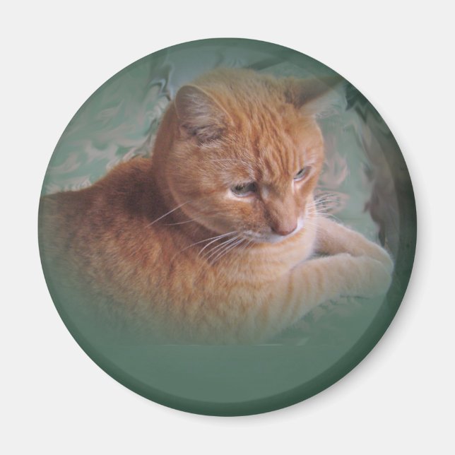 Imã Bubba, o Tomcat Laranja Tabby (Frente)