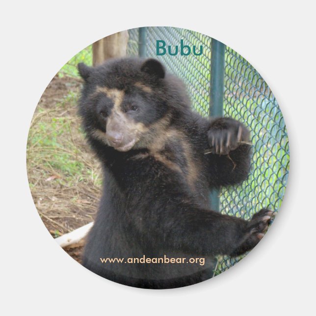 Imã Bubu Andean Bear Magnet (Frente)