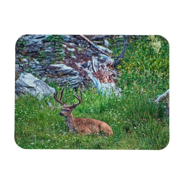 Ímã Buck De Cama (Horizontal)