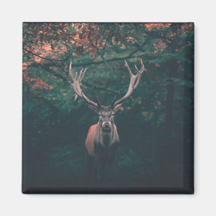 Imã Buck Deer Wild Animal