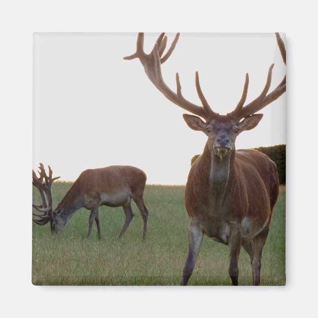 Imã Buck Magnet (Frente)