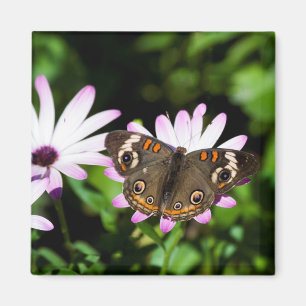 Imã Buckeye Butterfly em Flores Roxos