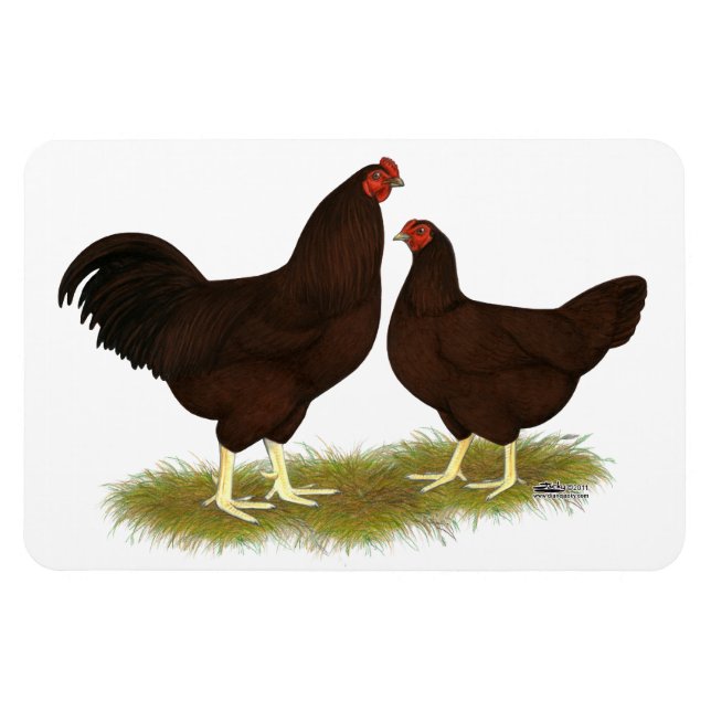 Ímã Buckeye Chickens (Horizontal)