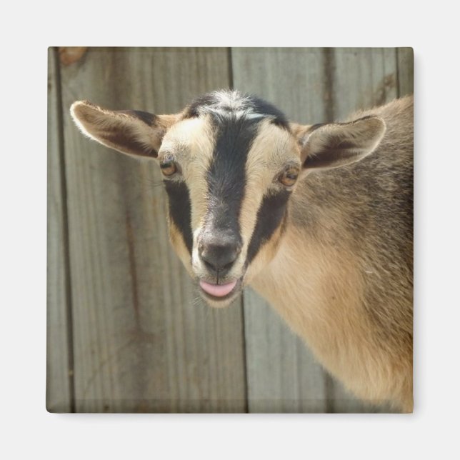 Imã Buckskin Nigerian Dwarf Dairy Goat Kid (Frente)