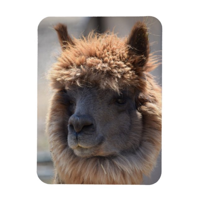 ÍMÃ BUCKWHEAT (Vertical)