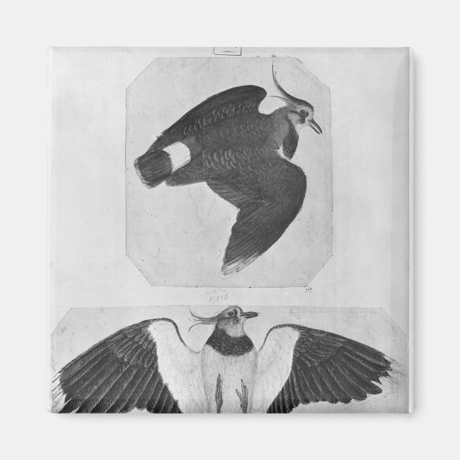 Imã Budgerigars, do Álbum Vallardi (Frente)