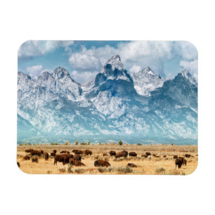 Ímã Búfalo abaixo das montanhas grandes de Teton