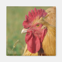 Imã Buff Rooster