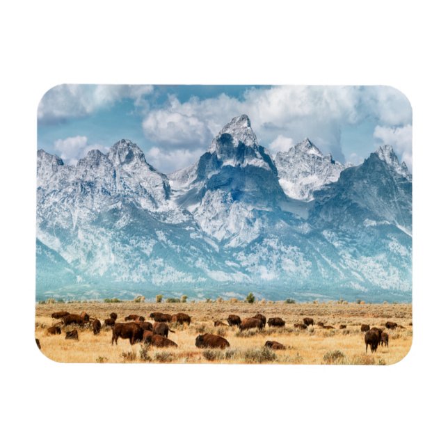 Ímã Buffalo Abaixo das Montanhas Grand Teton (Horizontal)