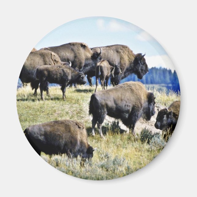 Imã Buffalo Herd - Parque Nacional de Yellowstone (Frente)