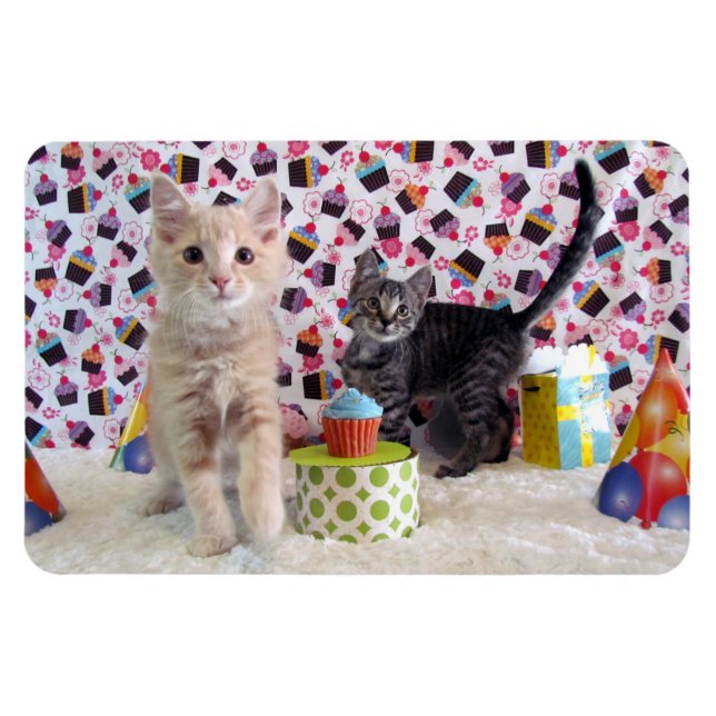 Ímã Buffington e Patton's Birthday Cat / Kitten (Horizontal)