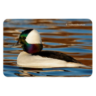 Ímã Bufflehead masculino na tarde Sun