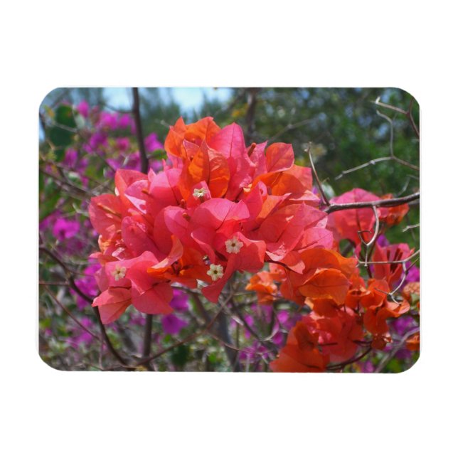 Ímã Bugainvileia Rosa Tropical Ilha Floral (Horizontal)