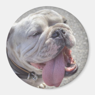 Imã Buldogue Branco