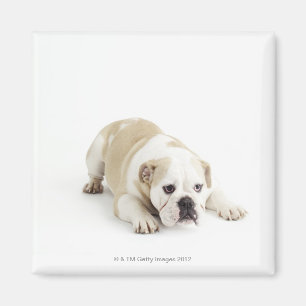Imã Buldogue branco e tan