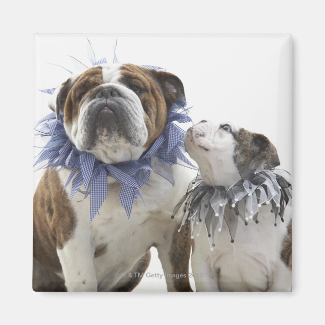 Imã Buldogue britânico e colarinho de pijester que ves (Frente)