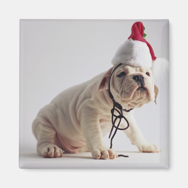 Imã Buldogue Cachorro Vestindo Papai Noel (Frente)