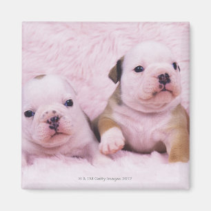Imã Buldogue; chamou frequentemente o buldogue inglês