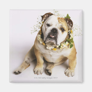 Imã Buldogue com colar da flor