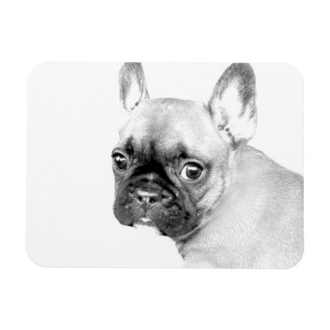 Ímã Buldogue Francês (Horizontal)