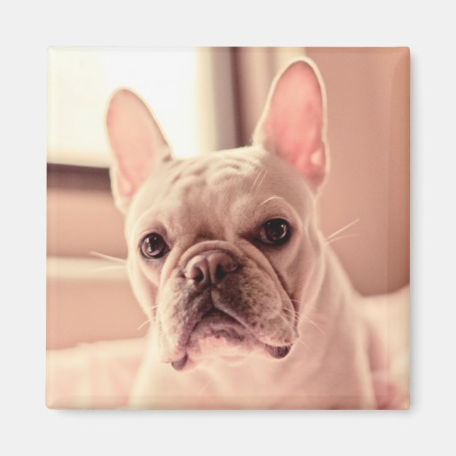 Imã Buldogue Francês (Frente)