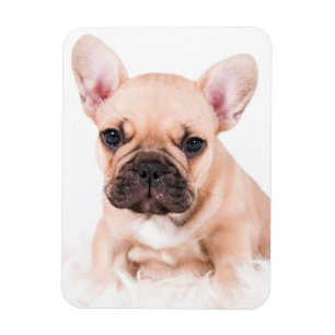 Ímã Buldogue francês
