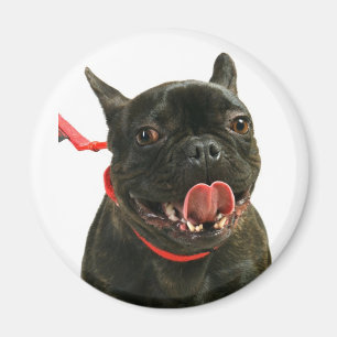 Imã Buldogue Francês