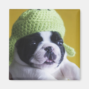 Imã Buldogue Francês