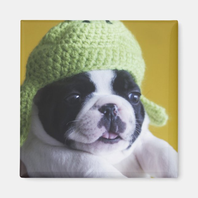 Imã Buldogue Francês (Frente)