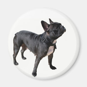 Imã Buldogue francês