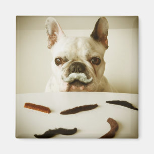 Imã Buldogue francês com um bigode