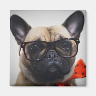 Imã Buldogue francês com vidros e laço