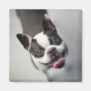 Imã Buldogue francês das imagens de Getty