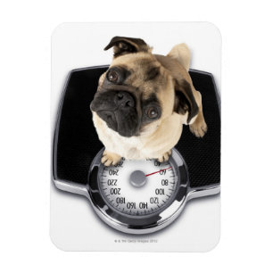 Ímã Buldogue francês em escamas olhando para a câmera