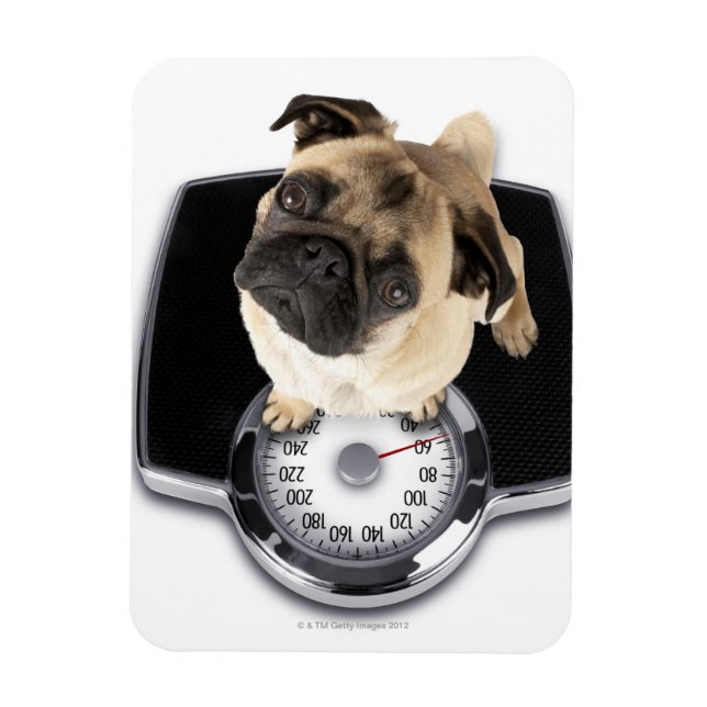 Ímã Buldogue francês em escamas olhando para a câmera (Vertical)