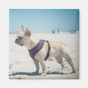 Imã Buldogue francês na praia