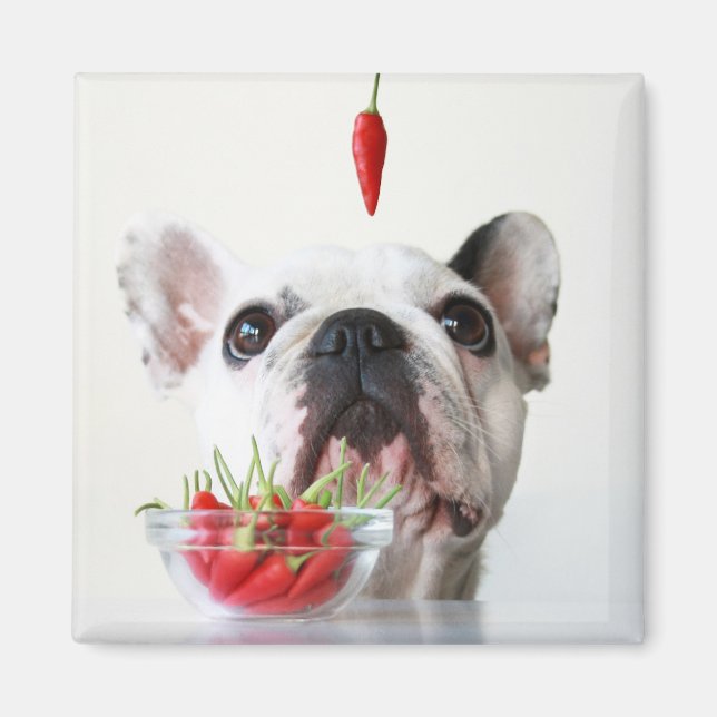 Imã Buldogue Francês Olhando Para Um Pimenta Vermelho (Frente)