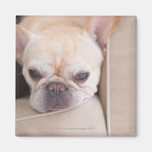 Imã Buldogue francês que descansa no sofá